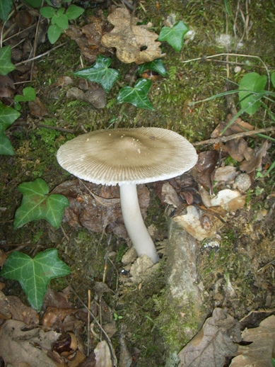 Collybia, Volvariella ?